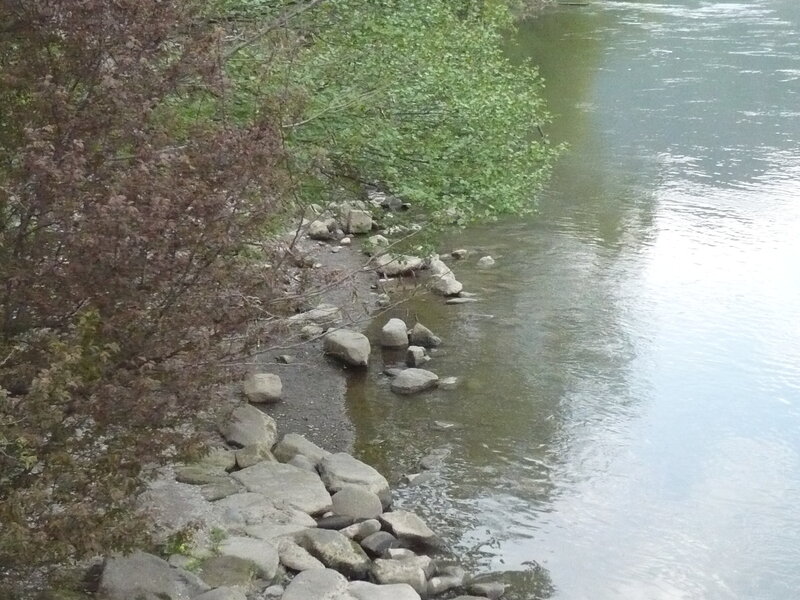 Riverbank with rocks and trees
