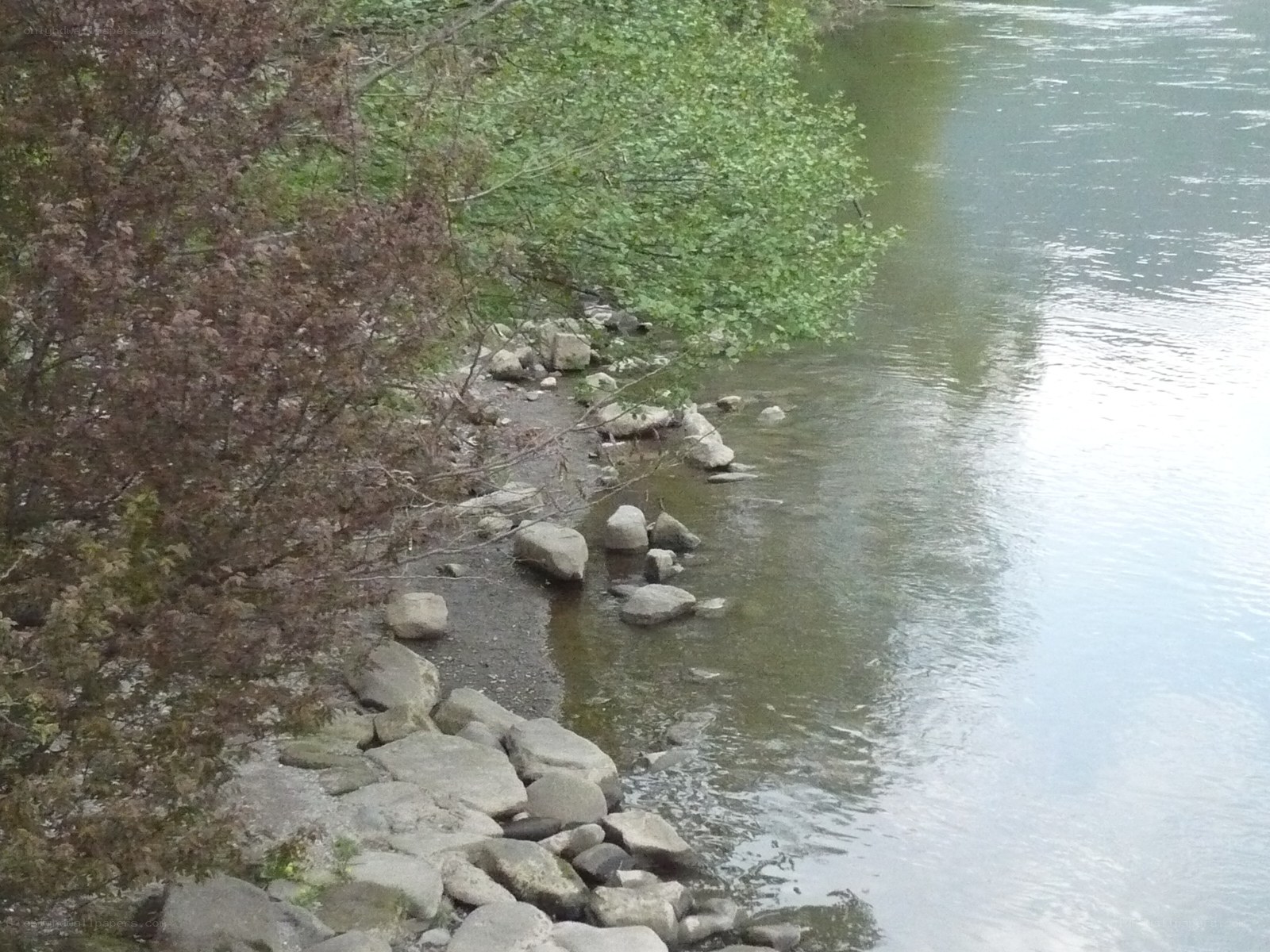 Riverbank with rocks and trees