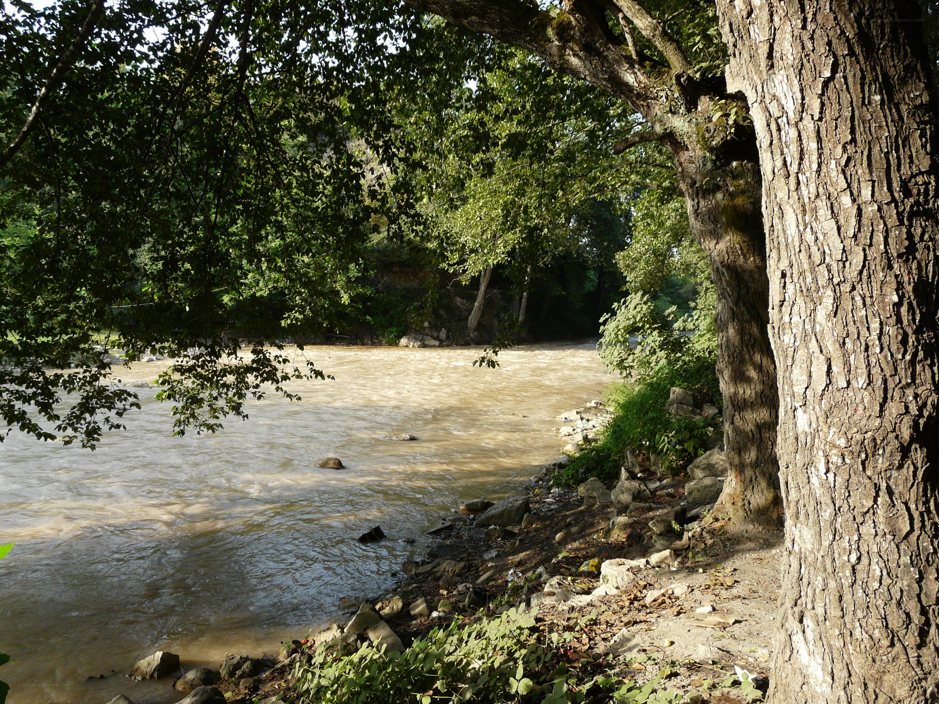 Riverbank with tree and flowing water