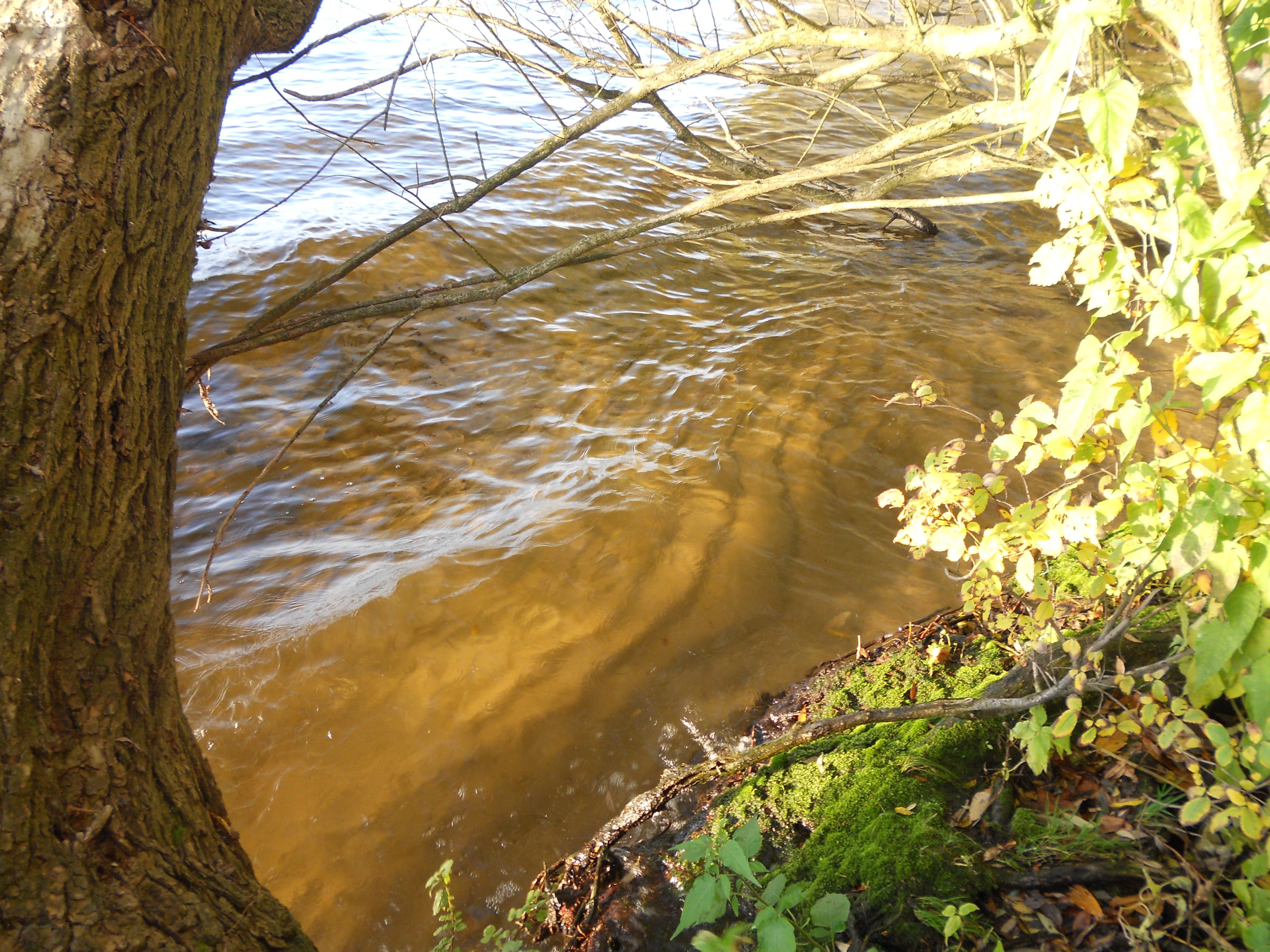 Riverbank with tree and moss