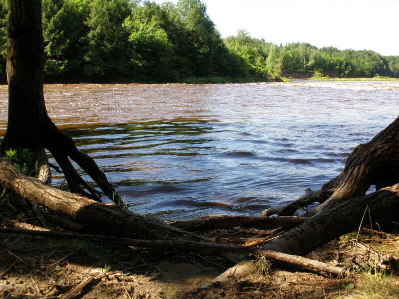 Riverbank with tree roots