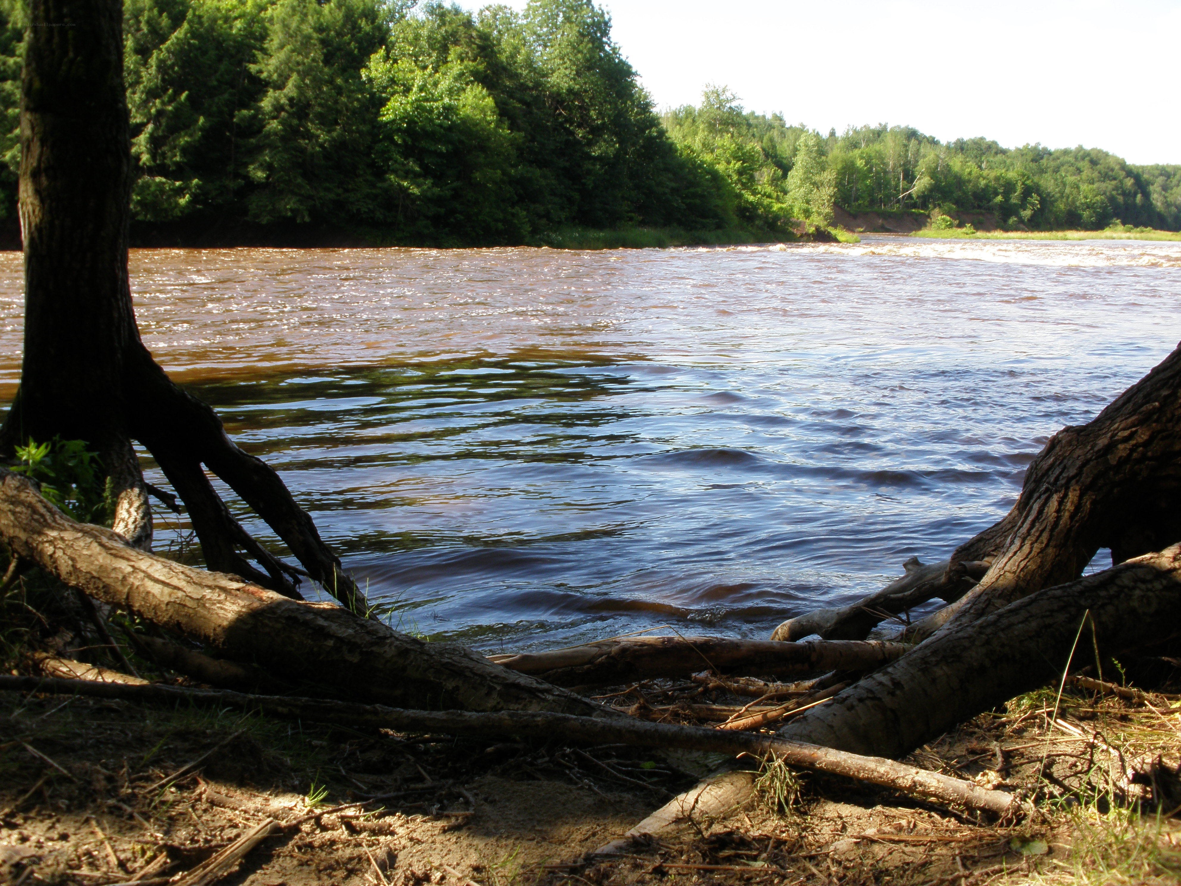 Riverbank with tree roots