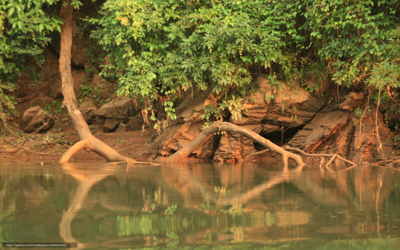 Riverbank with tree roots