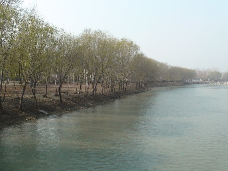 Riverbank with trees