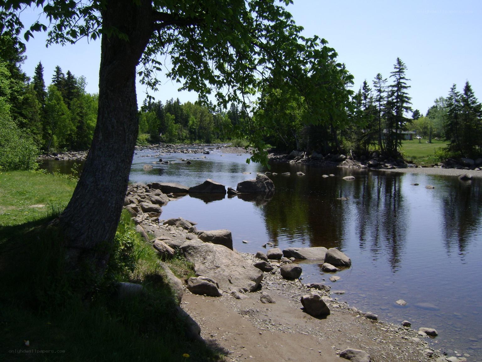 Riverbank with trees and rocks
