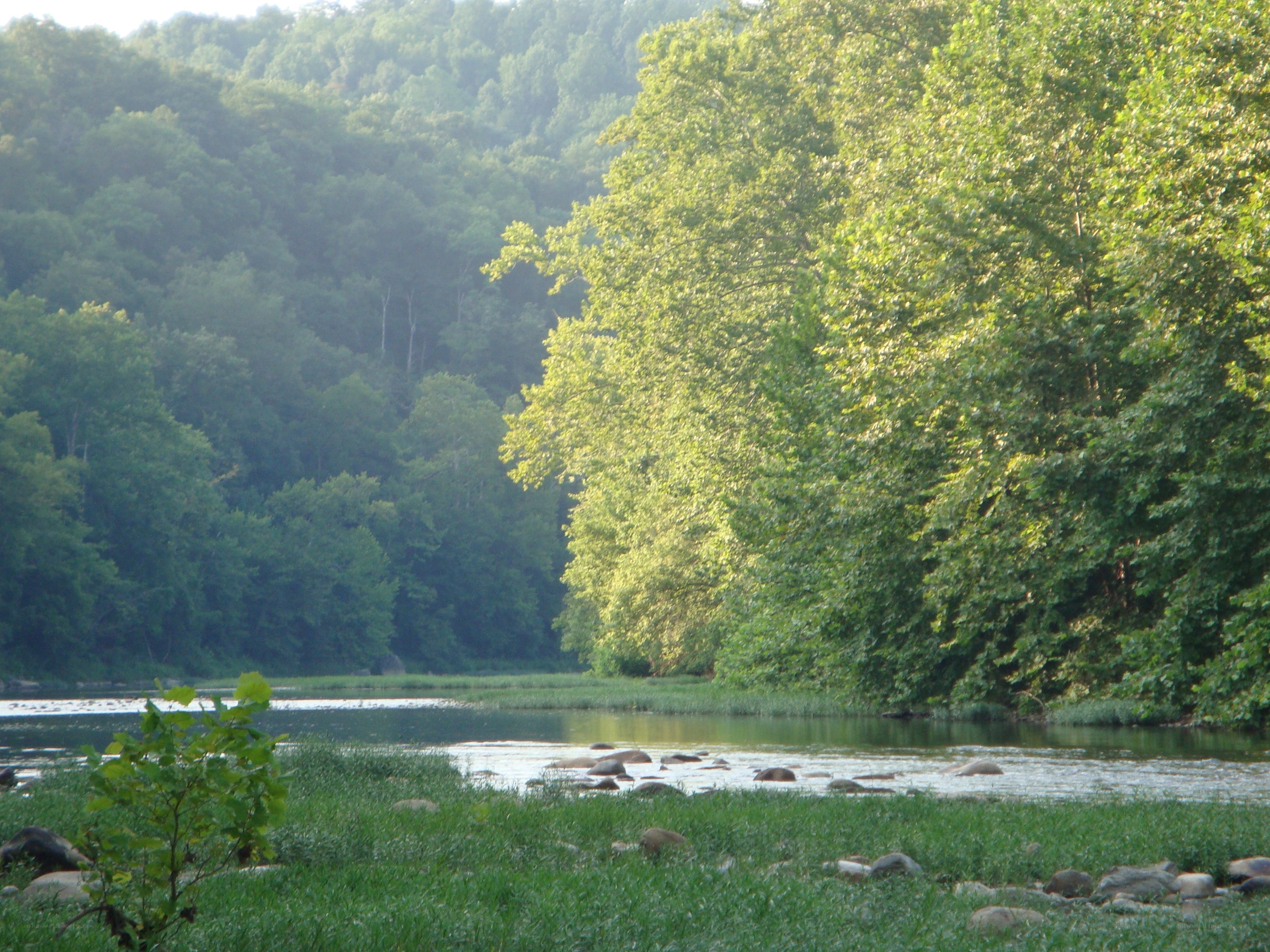 Riverbank with trees and rocks