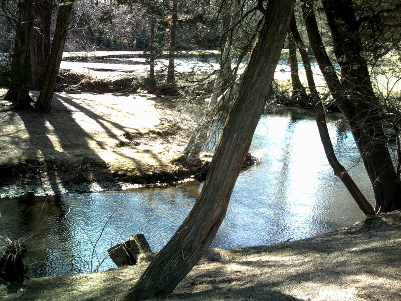 Riverbank with trees and shadows