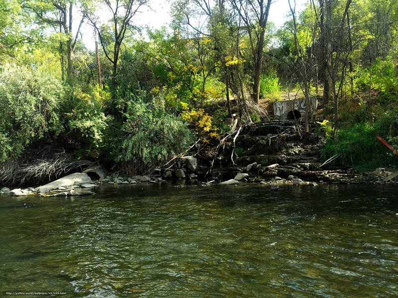 Riverbank with trees and steps