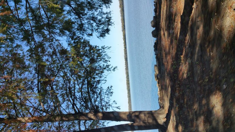 Riverbank with Trees — Blue, Serene, Afternoon