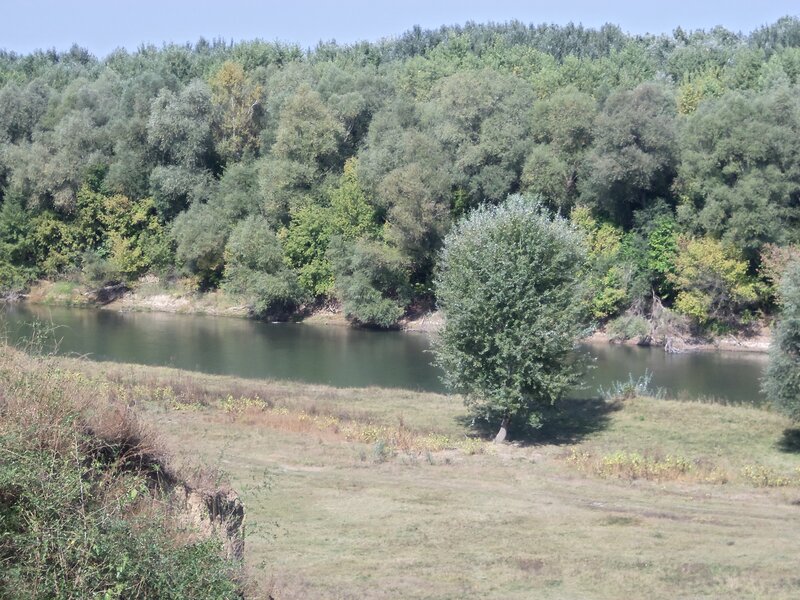 Riverbank with Trees — Green, Calm, Afternoon