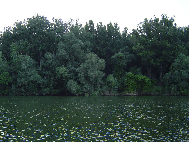 Riverbank with Trees — Green, Calm