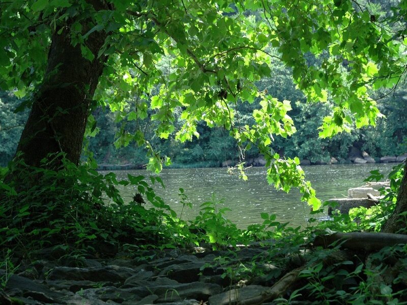 Riverbank with Trees — Green, Serene, Afternoon, Photograph, River, Rocks