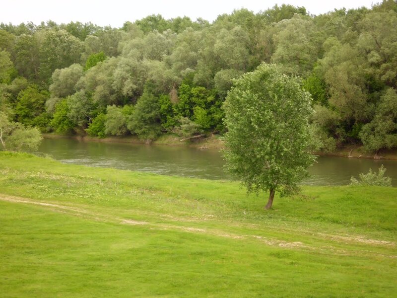 Riverbank with Trees — Green, Serene, Afternoon