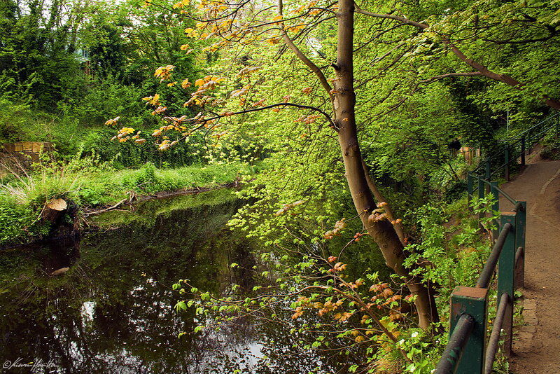 Riverbank with Trees — Green, Serene, Spring, Photograph