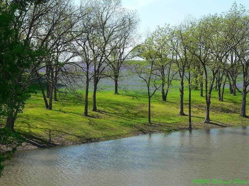 Riverbank with Trees — Green, Serene, Spring