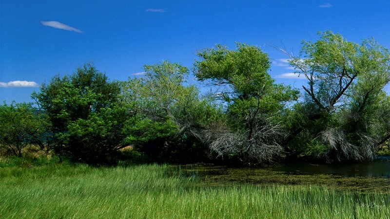 Riverbank with Trees — Green, Serene
