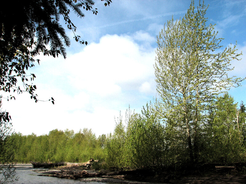 Riverbank with Trees — Green