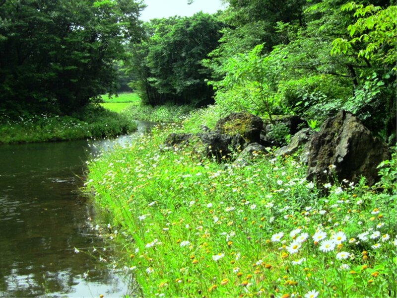 Riverbank with Wildflowers