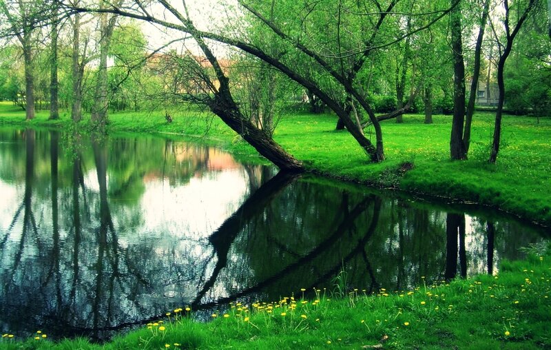 Riverbank with Willow Tree — Green, Serene