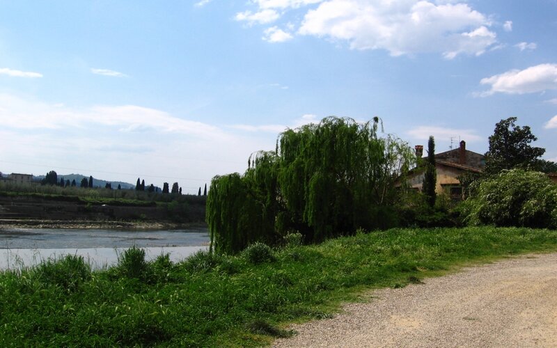 Riverbank with willow tree