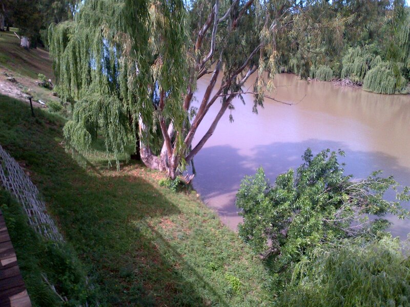Riverbank with Willow Trees