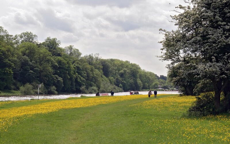 Riverbank with yellow flowers