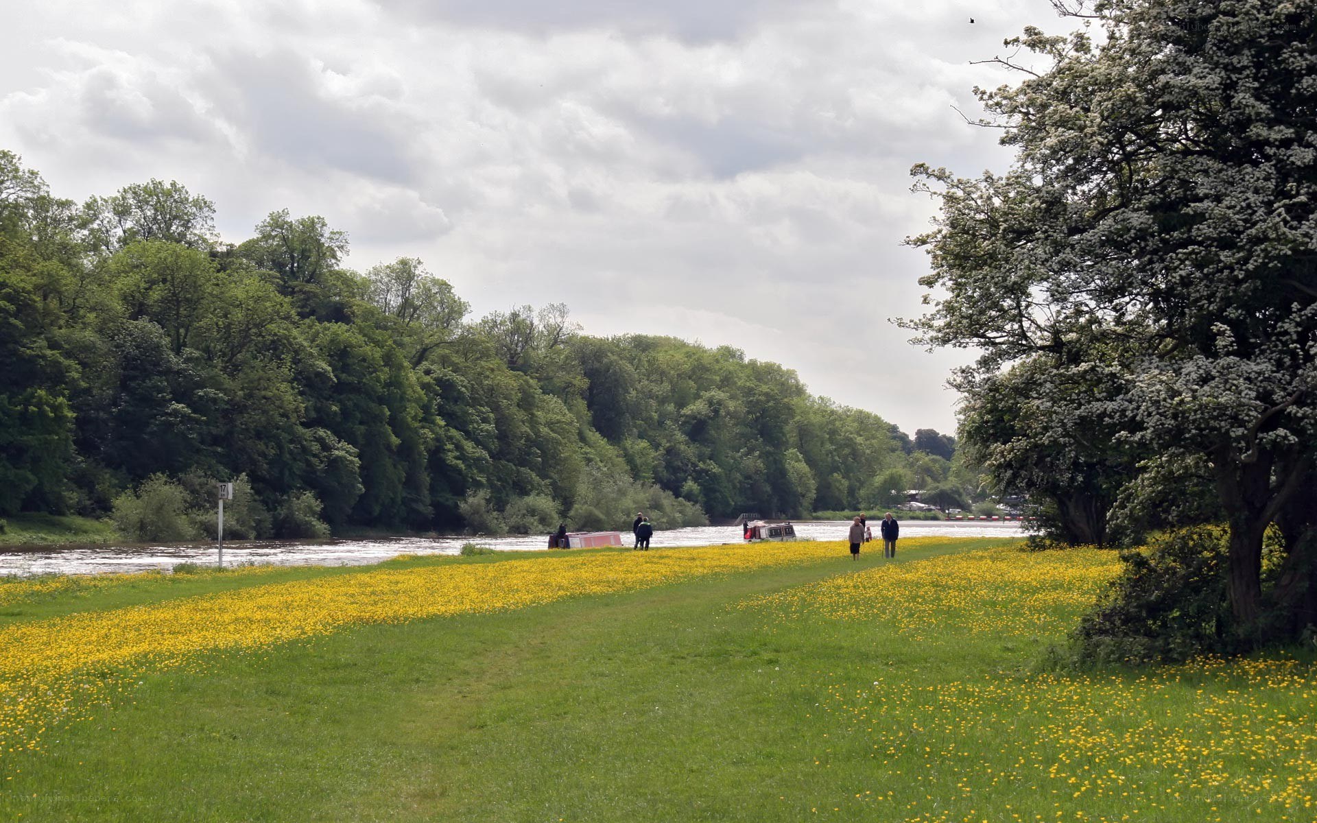 Riverbank with yellow flowers
