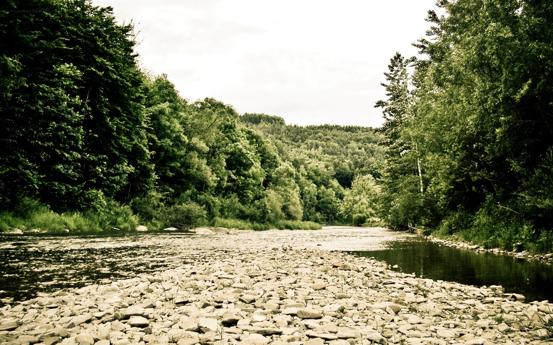 Riverbed in a forest