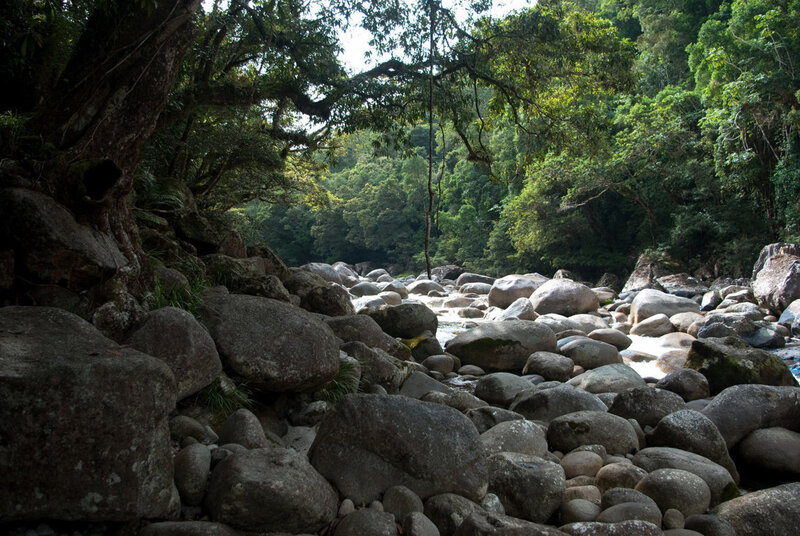 Riverbed in dense forest