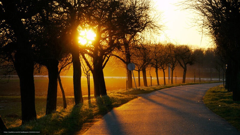 Road at Sunset — Orange, Serene, Photograph, Trees, Sun