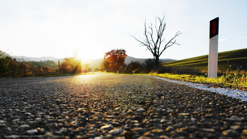 Road at sunset with bare tree