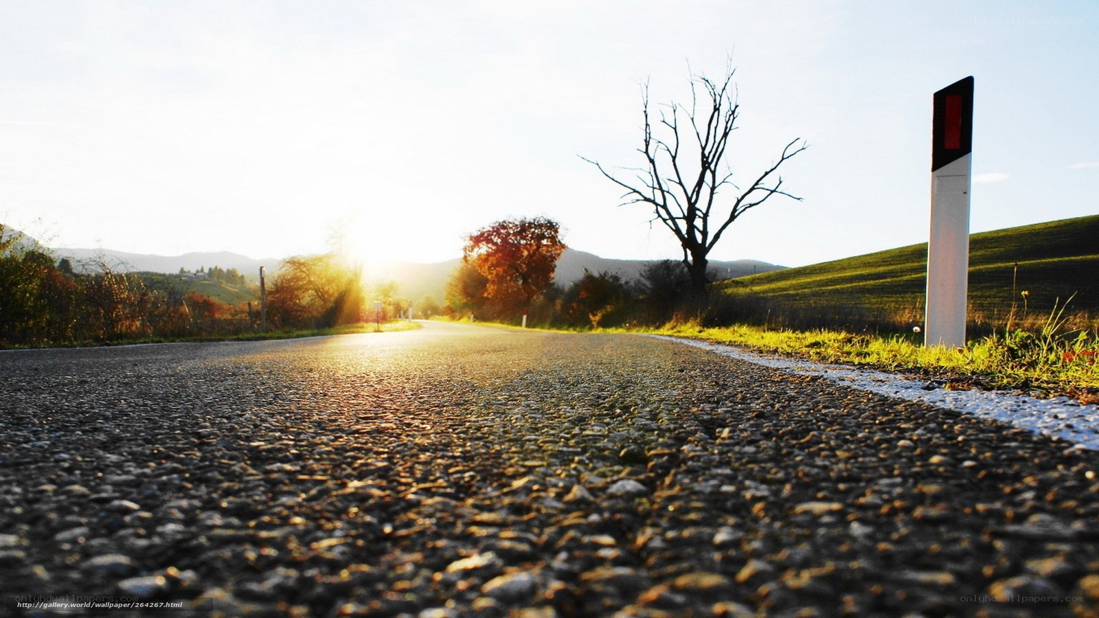 Road at sunset with bare tree