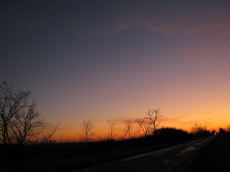 Road at sunset with bare trees