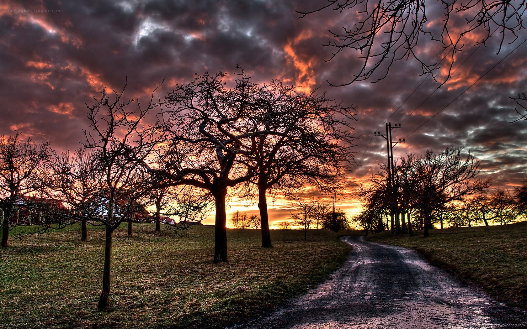 Road at sunset with bare trees