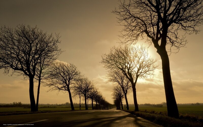Road at sunset with bare trees