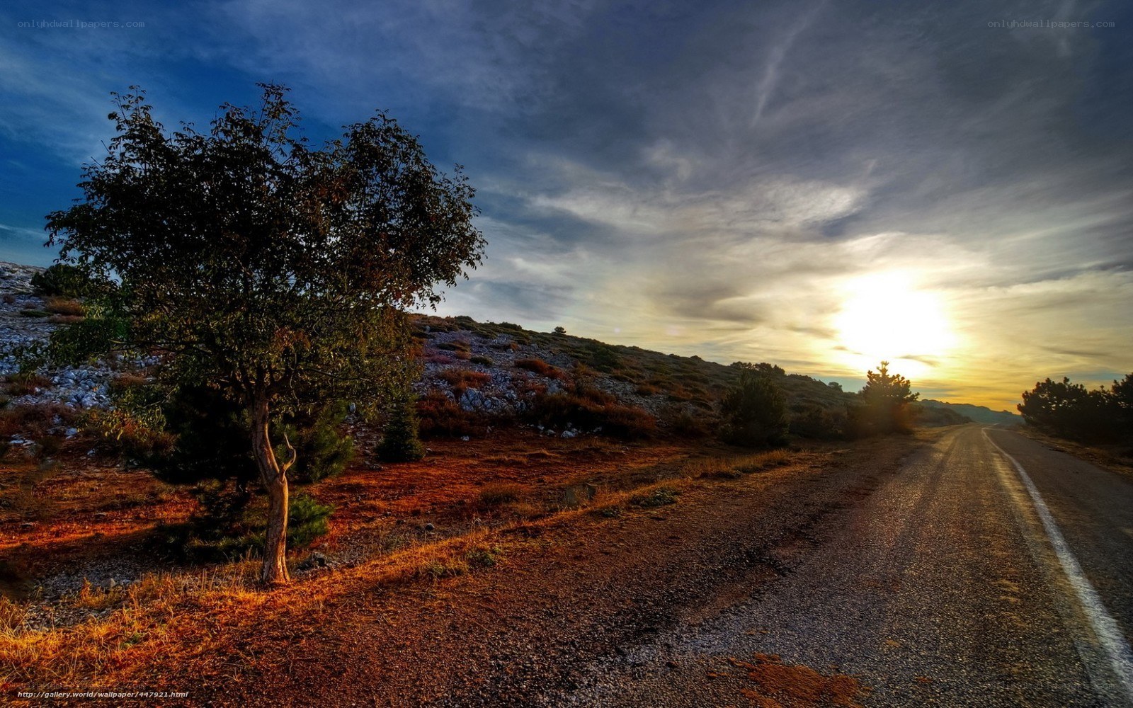 Road at sunset with lone tree