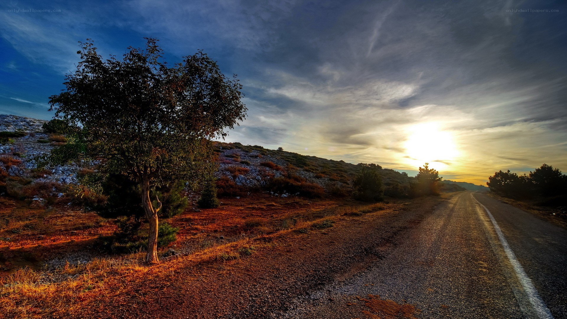 Road at sunset with lone tree