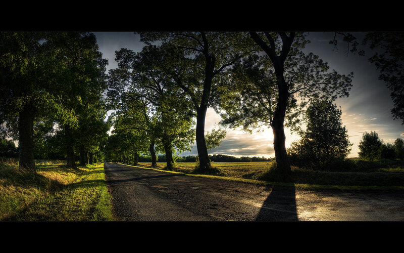 Road at sunset with trees