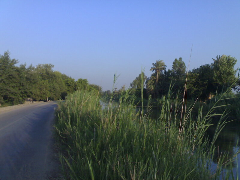 Road beside a canal with reeds