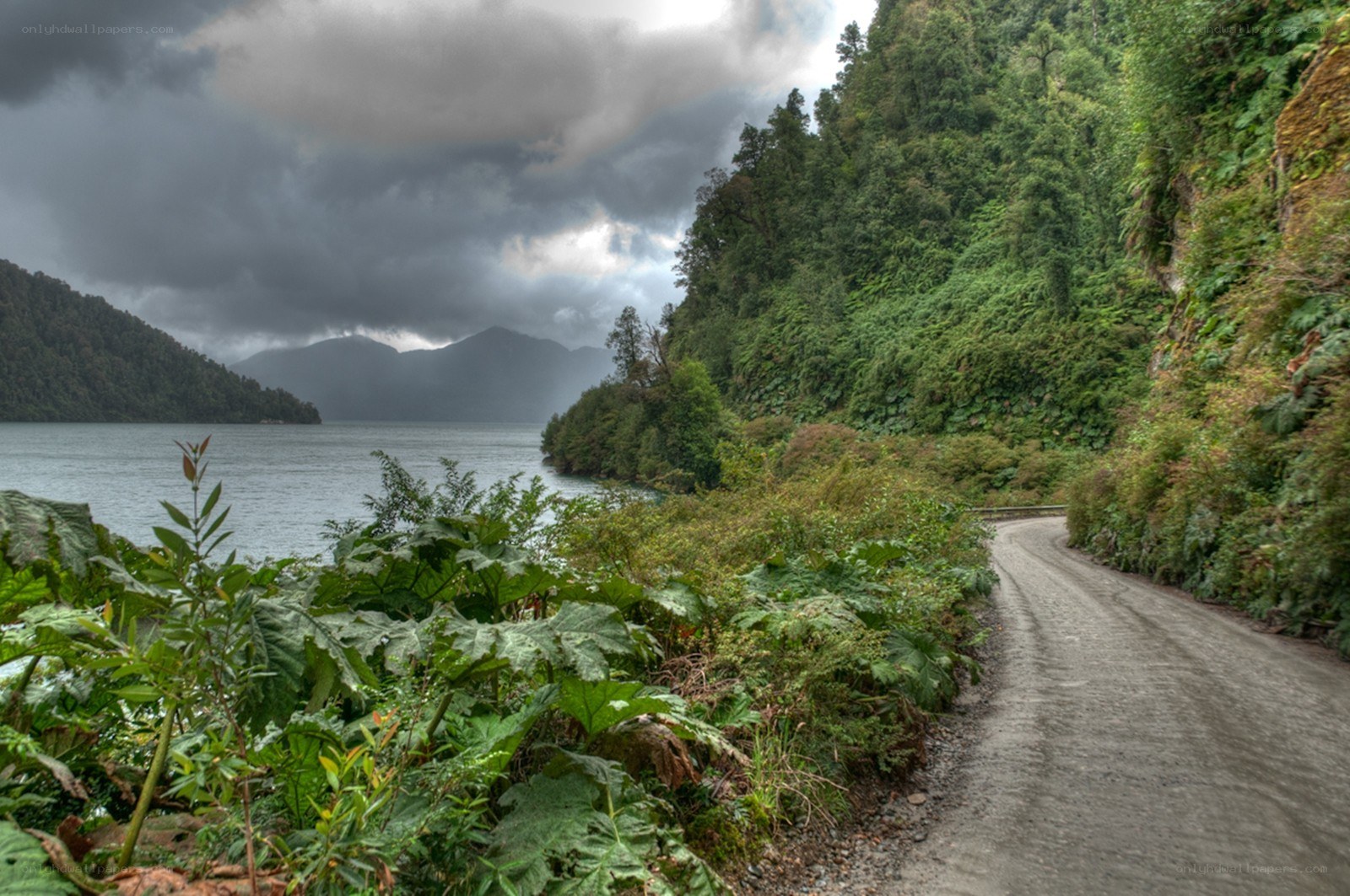 Road beside a lake in the forest