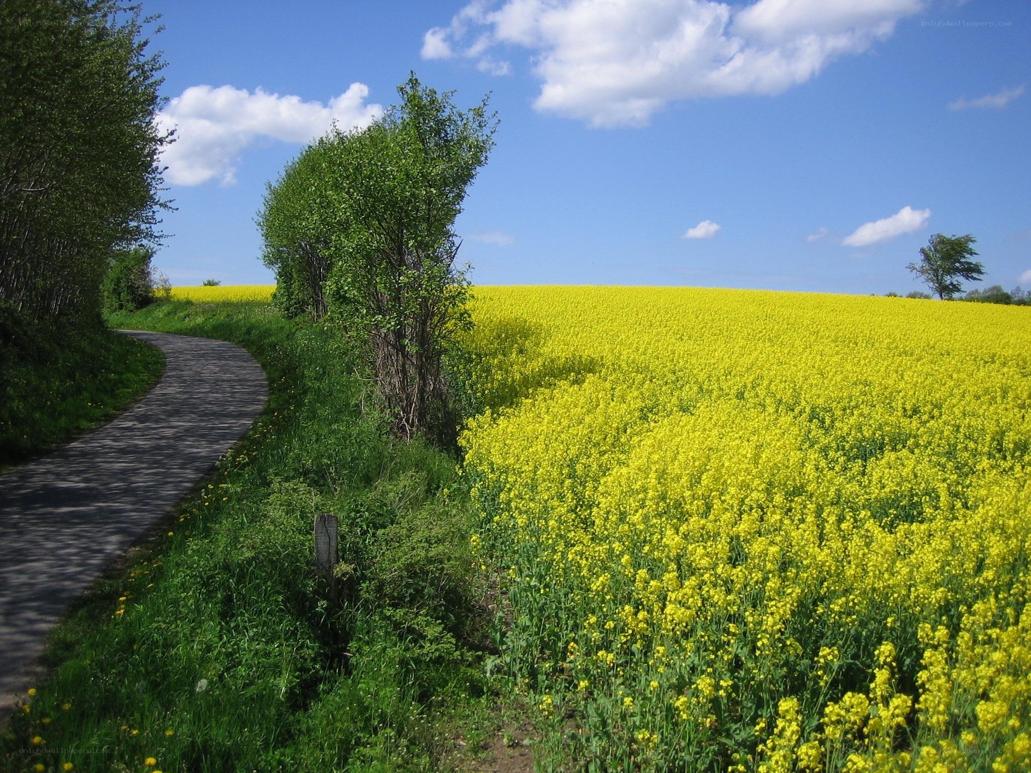 Road beside yellow flower field