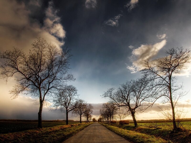 Road Between Bare Trees — Blue