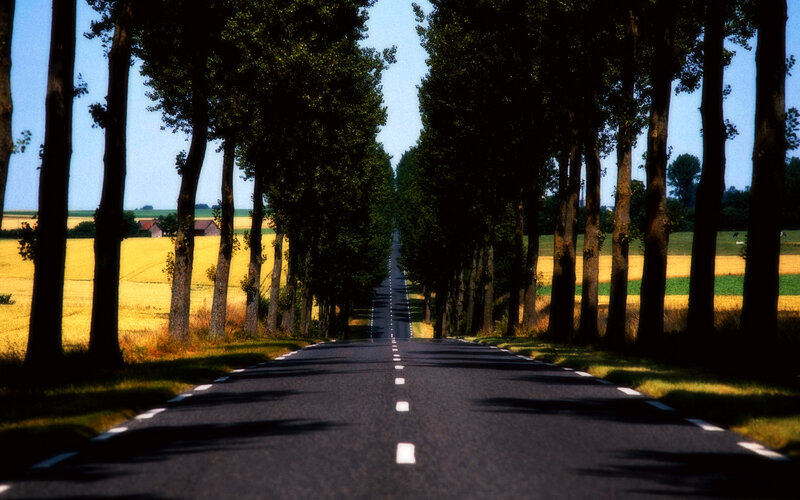 Road Between Trees