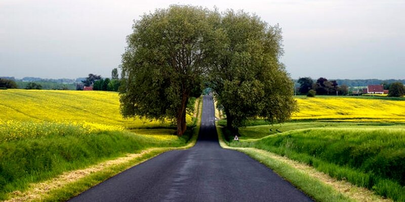 Road Between Two Trees — Green