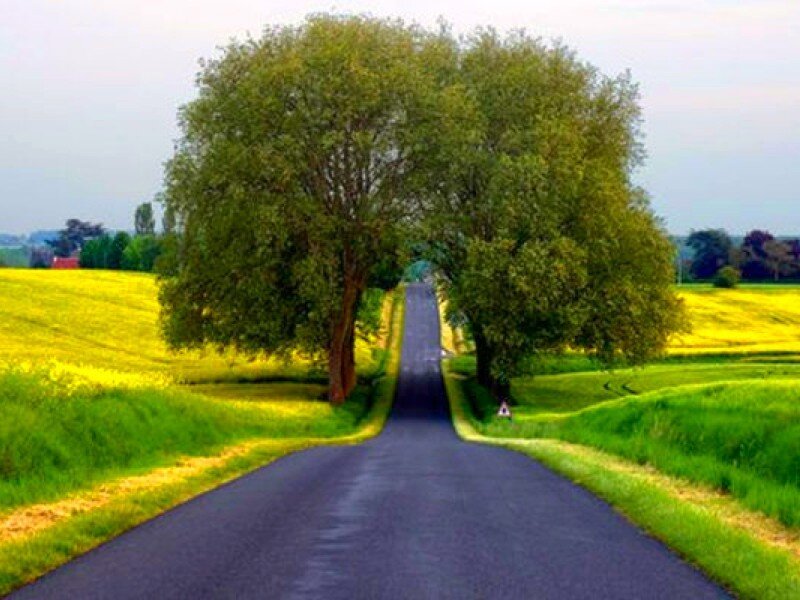 Road between two trees