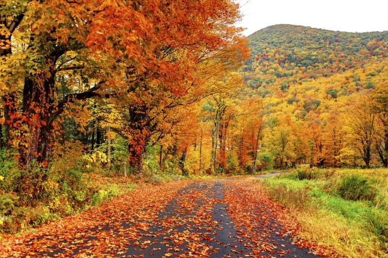 Road Covered in Autumn Leaves — Orange, Serene, Photograph