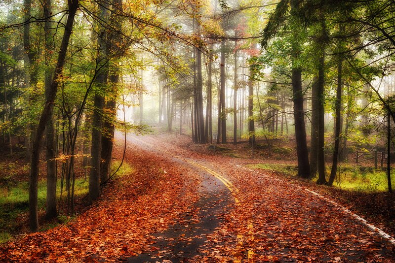 Road Covered in Autumn Leaves — Orange, Serene