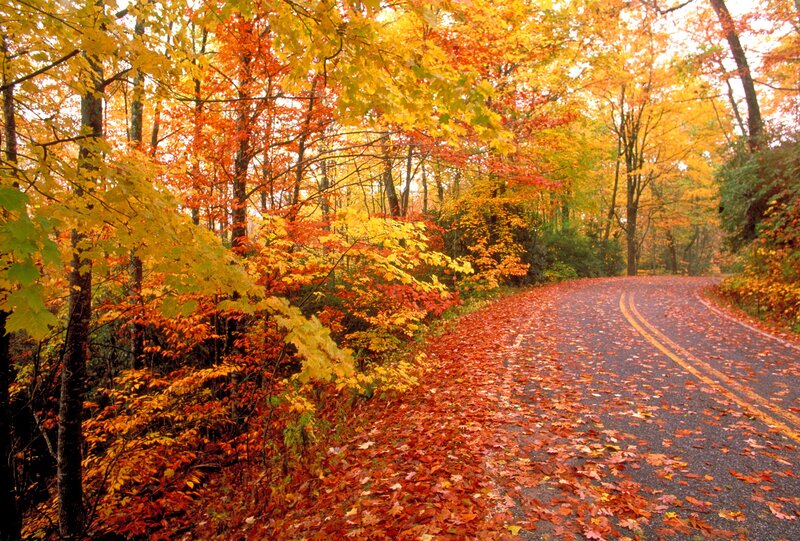 Road Covered in Autumn Leaves — Orange