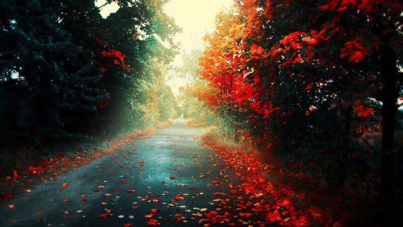 Road Covered in Autumn Leaves — Red