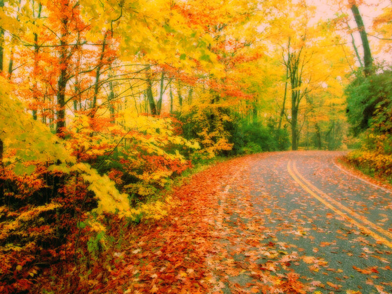 Road Covered in Autumn Leaves